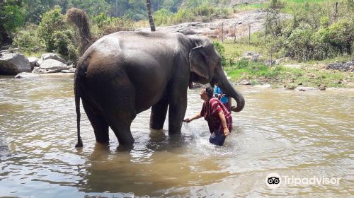 Mae Wang Elephant Camp