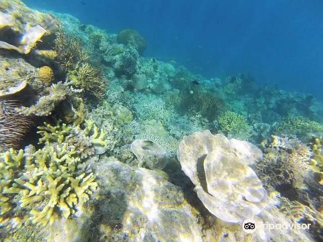 Scuba Diving in Palawan