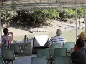 Whitsunday Crocodile Safari