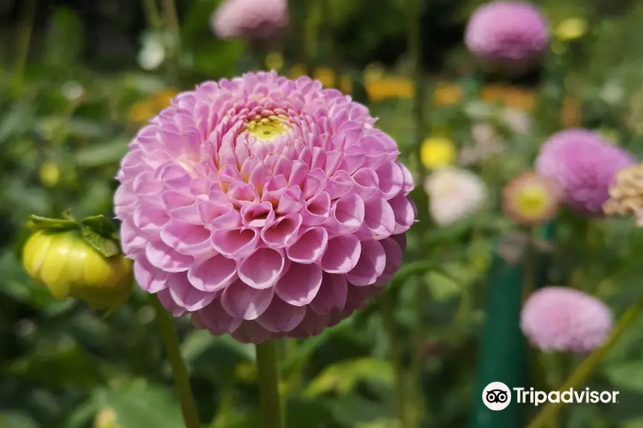 The Botanical Garden of the University of Warsaw