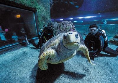 AQWA The Aquarium Of Western Australia