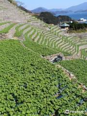 Yusumizugaura Terrace Field