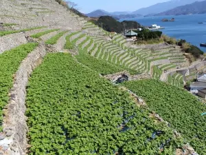 Yusumizugaura Terraced Fields