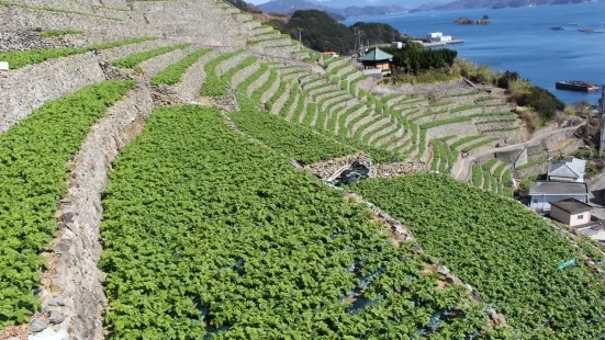 Yusumizugaura Terraced Fields