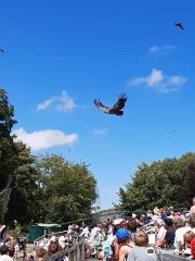 Hawk Conservancy Trust Bird of Prey Centre