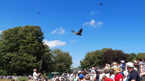 Hawk Conservancy Trust Bird of Prey Centre