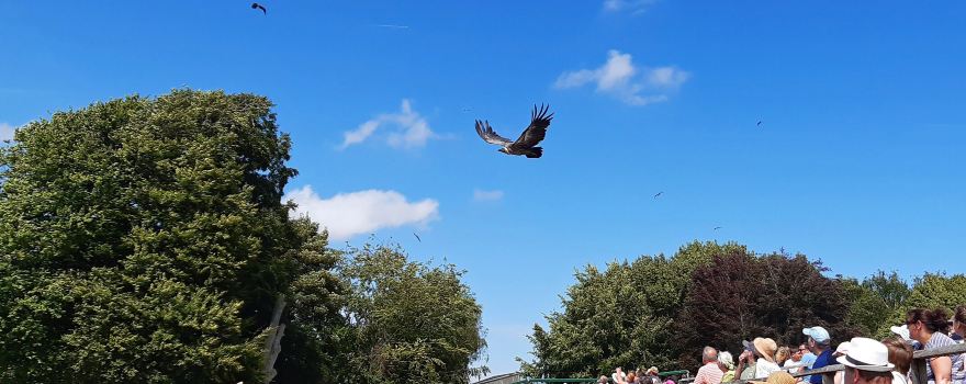 Hawk Conservancy Trust Bird of Prey Centre