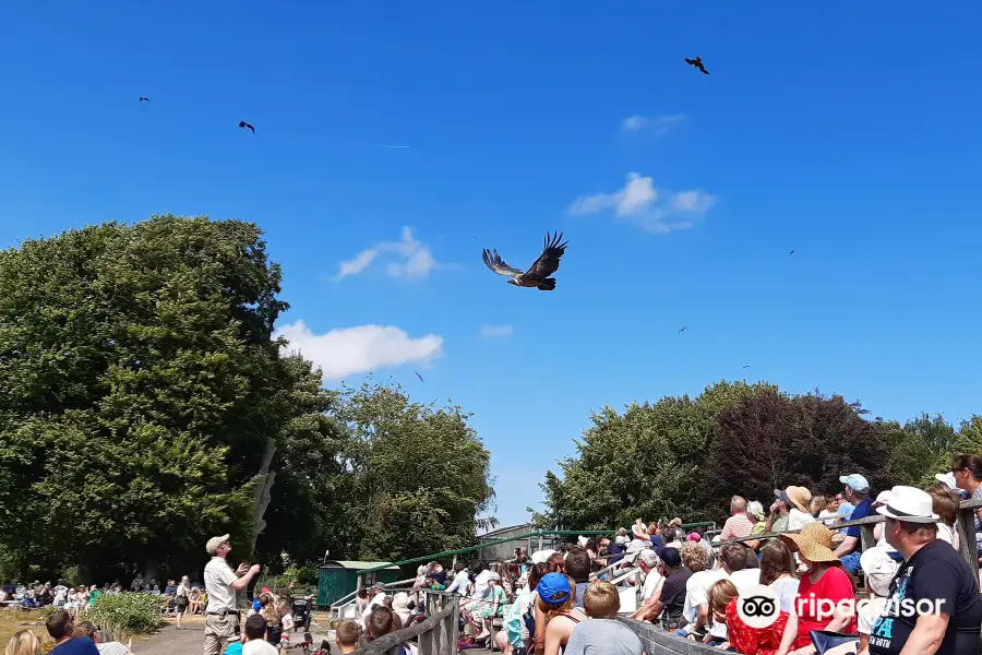 Hawk Conservancy Trust Bird of Prey Centre