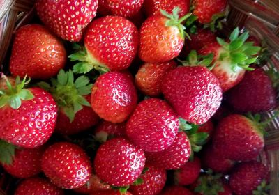 Hartshorn's Organic Farm Stand & Maple Sugar House