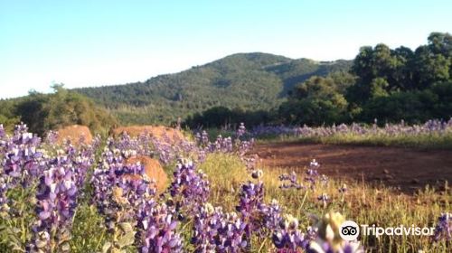 Annadel State Park