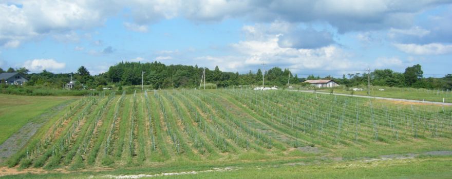 Noto Wine