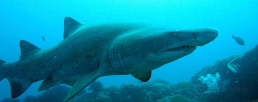 Aqua Planet Dive Centre and Charter, Protea Banks