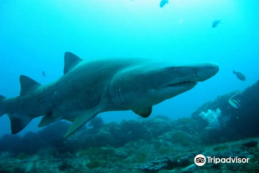 Aqua Planet Dive Centre and Charter, Protea Banks