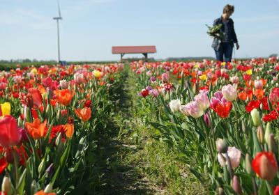 Hanneke's Pluktuin