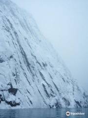 Winter Lofoten Nature Safari