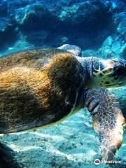 Kemer Octopus Diving Center