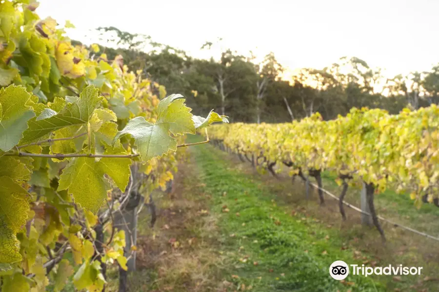 Harcourt Valley Vineyards