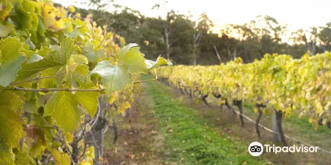 Harcourt Valley Vineyards