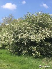 Hounslow Heath