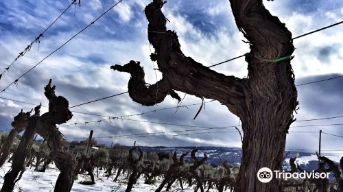 Tenuta delle Terre Nere Azienda Vinicola