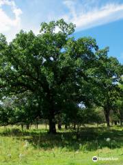 Swamp White Oak Preserve