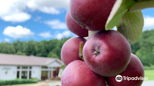 Vintage Virginia Apples