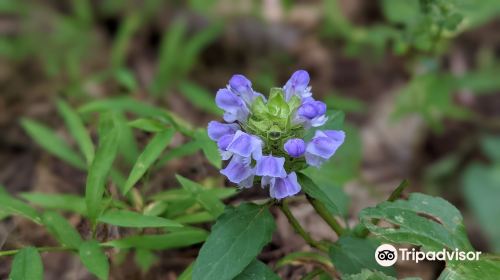 Bull Run Mountains Natural Area Preserve - Virginia Outdoors Foundation