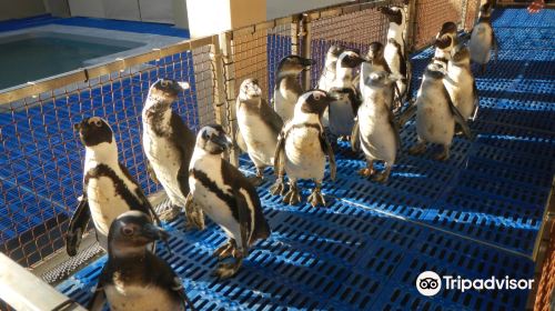 African Penguin and Seabird Sanctuary - Gansbaai