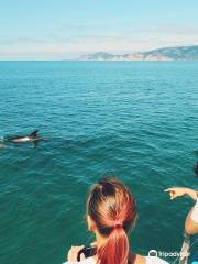 Dolphin Bay Golfinhos em Setúbal