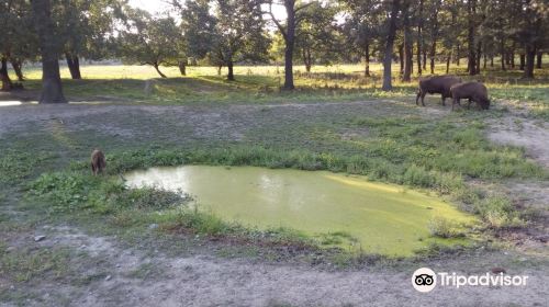 Topolcianky Bison Park