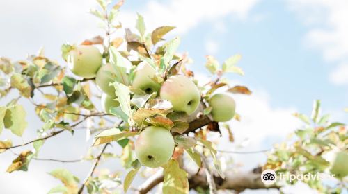 Lawrence Farms Orchards