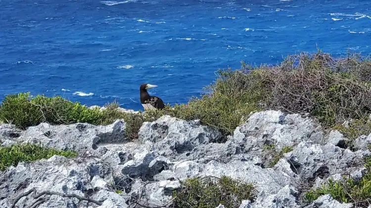 Cayman Brac