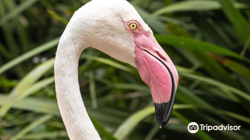 Umgeni River Bird Park