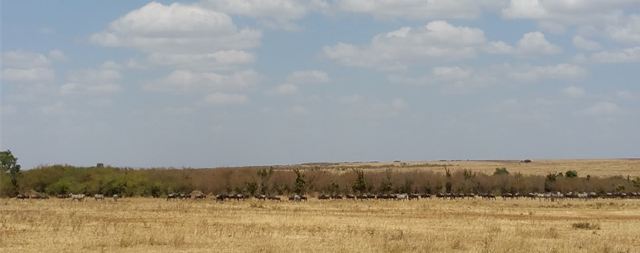 Mara River