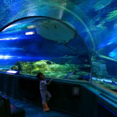Sea Grill Restaurant User Photo