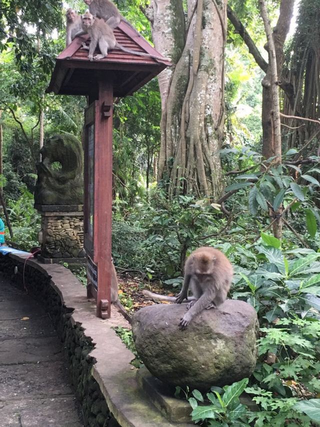 聖猴森林公園