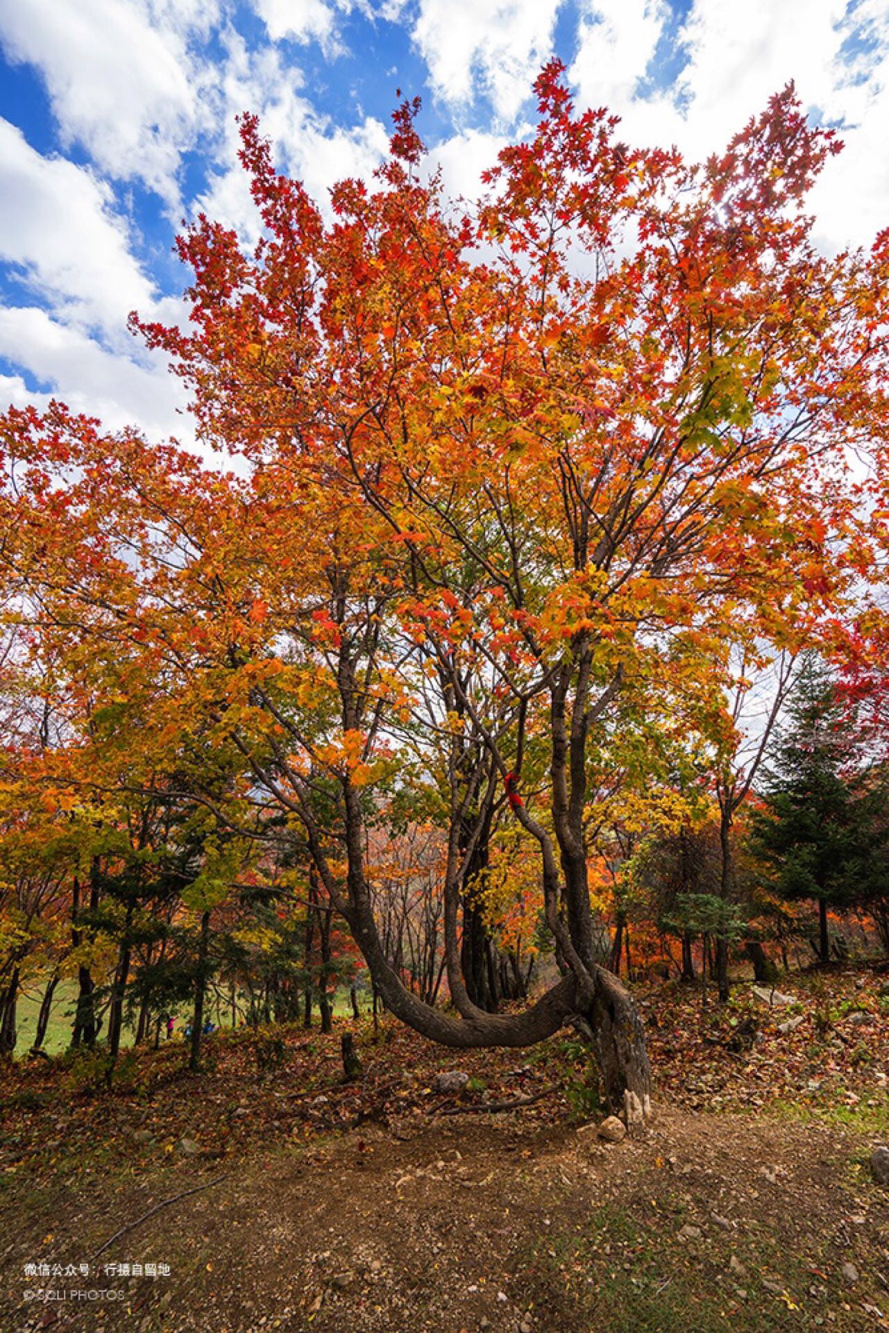 Linjiang 2023 Top Things to Do Linjiang Travel Guides Top