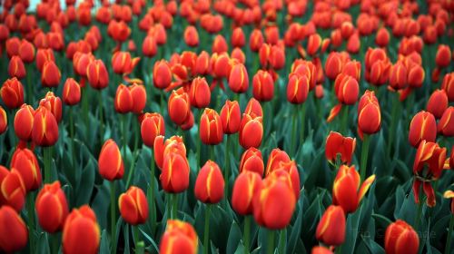 Amsterdam Tulip Museum