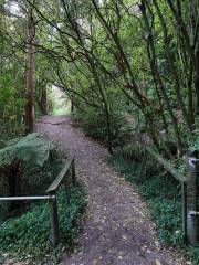 Hokitika glowworm cave