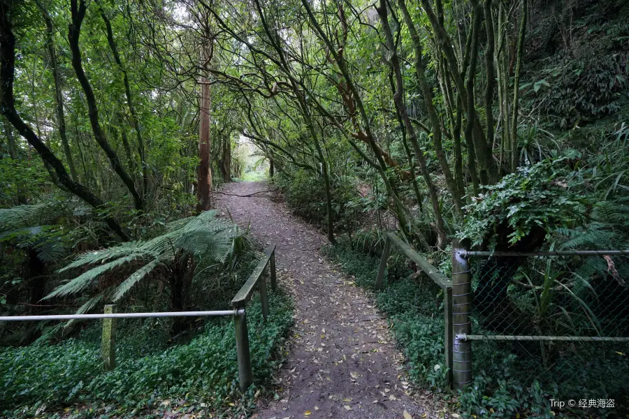 Hokitika螢火蟲山洞