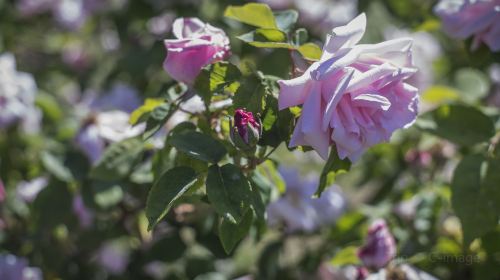 Municipal Rose Garden