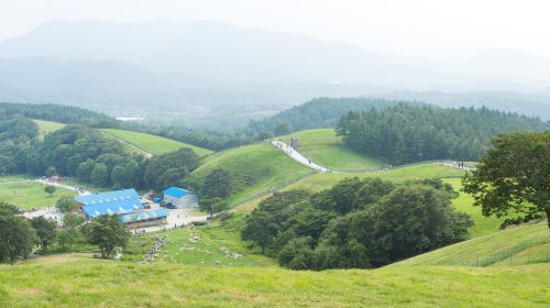 大関嶺羊牧場