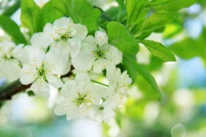 Mixuebingcheng (hongxianglu)