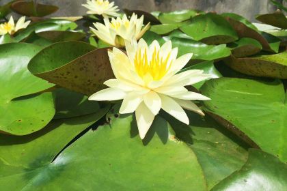 McDonald's (fuzhoujinshanxindelaisu)