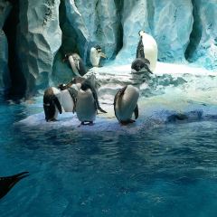 Emperor Penguin All Day Dining User Photo