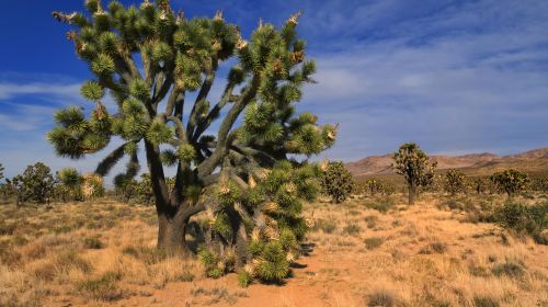 Mojave Desert