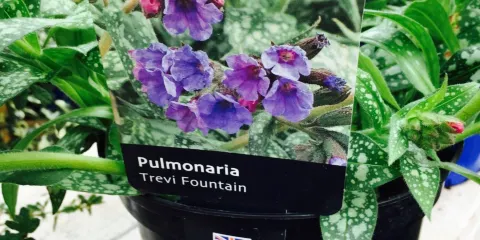 Garforth Garden Centre