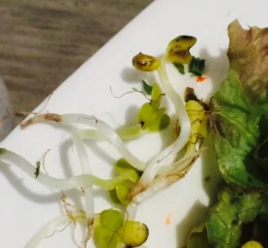 Grand Café Restaurant Nieuwvliet