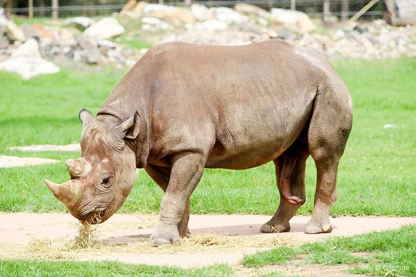 2_悉尼野生動物園