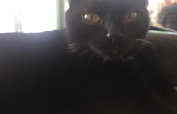 Ronron Cafe - Bar à Chats de Reims